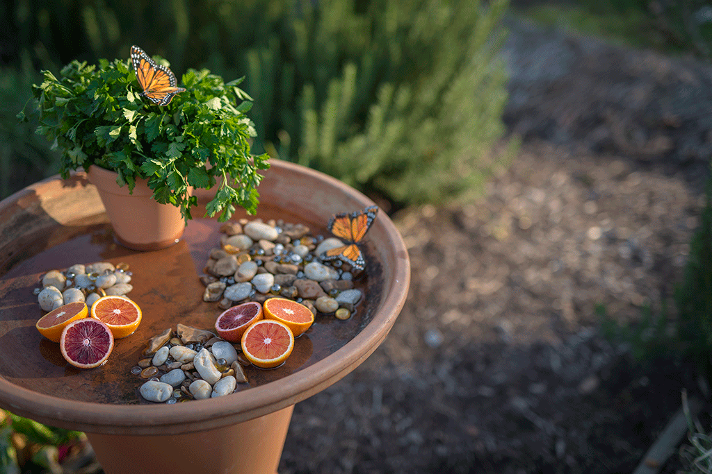Make your own butterfly garden
