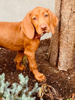 my new vizsla puppy and a few tips and tricks